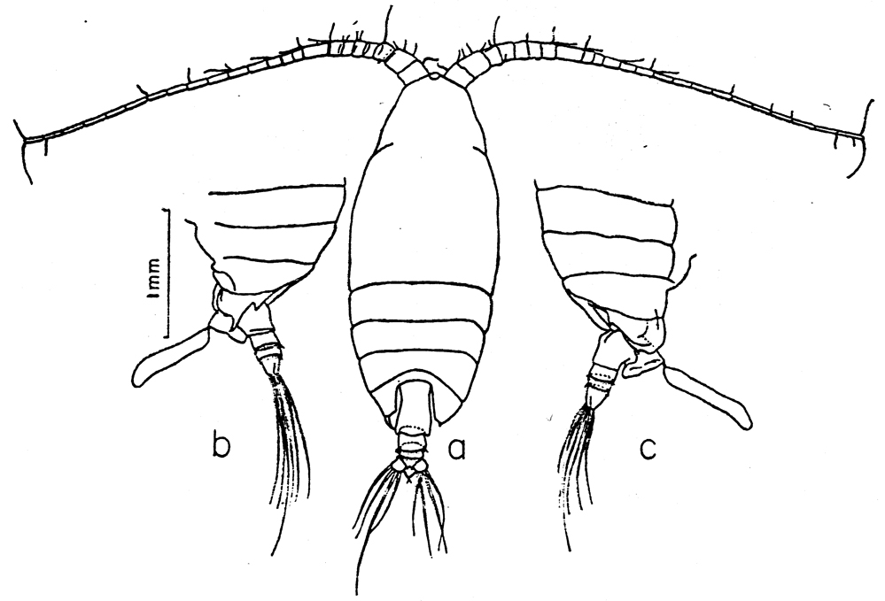 Espèce Macandrewella cochinensis - Planche 8 de figures morphologiques