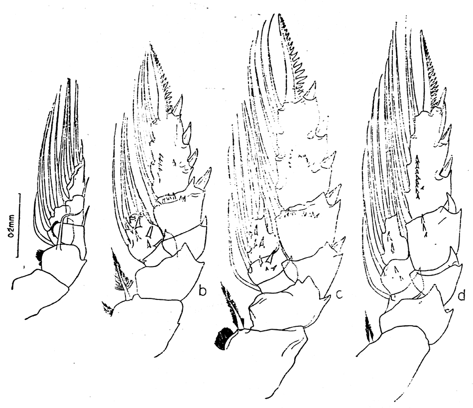 Espèce Macandrewella cochinensis - Planche 10 de figures morphologiques