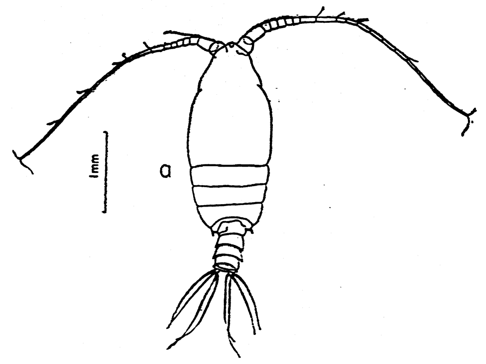 Espèce Macandrewella cochinensis - Planche 11 de figures morphologiques