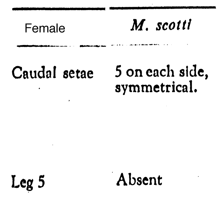 Espce Macandrewella scotti - Planche 3 de figures morphologiques