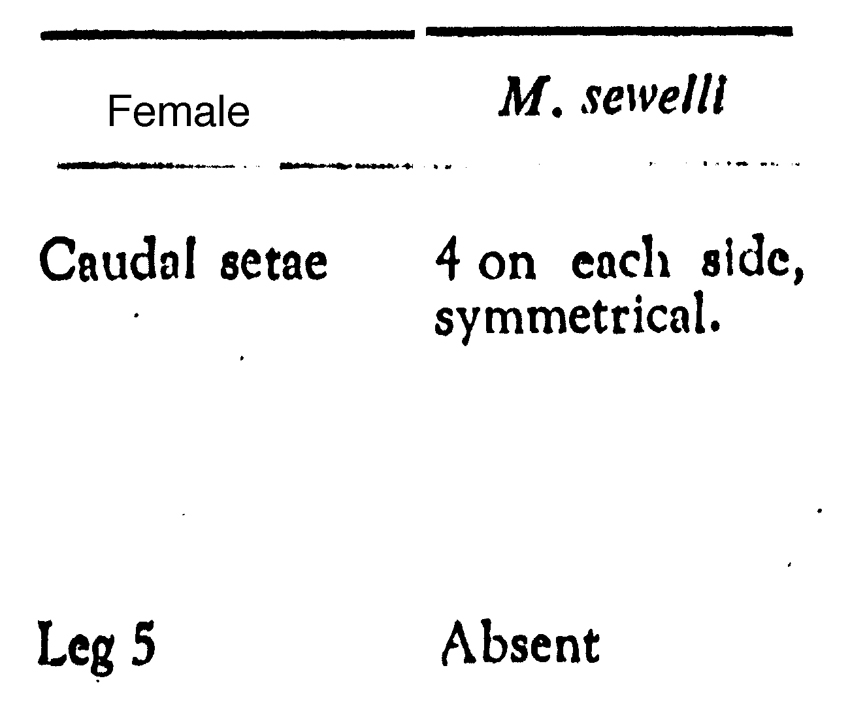 Espèce Macandrewella sewelli - Planche 5 de figures morphologiques