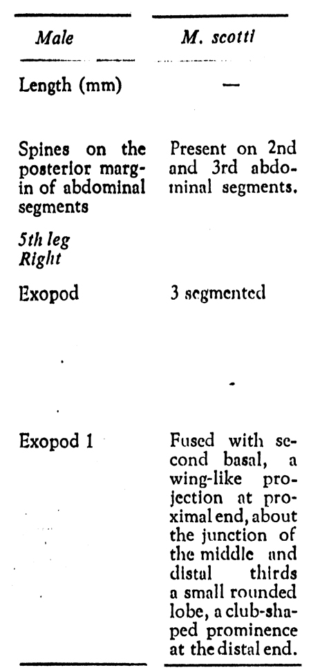 Espce Macandrewella scotti - Planche 4 de figures morphologiques