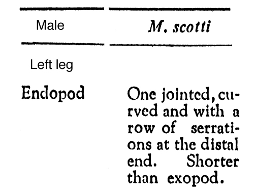 Espce Macandrewella scotti - Planche 6 de figures morphologiques