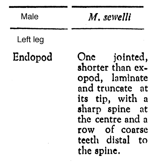 Espce Macandrewella sewelli - Planche 8 de figures morphologiques