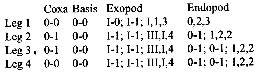 Espce Stygocyclopia philippensis - Planche 7 de figures morphologiques