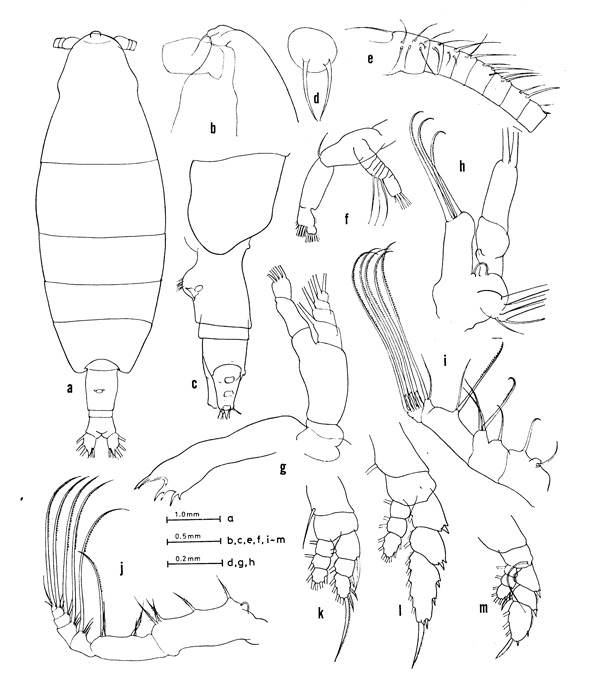 Espce Euaugaptilus luxus - Planche 1 de figures morphologiques