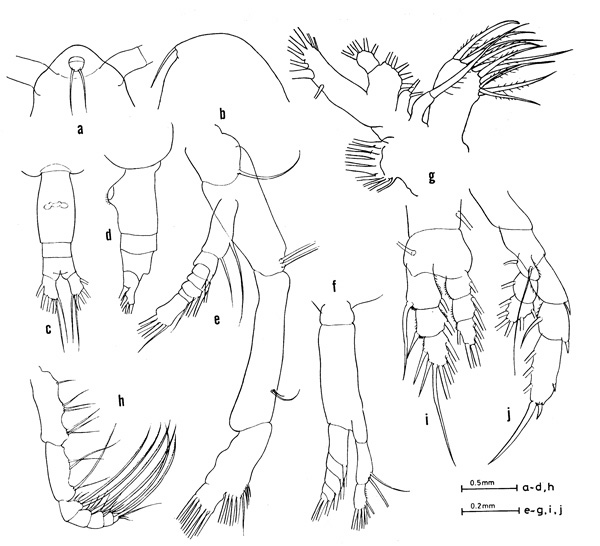 Espèce Euaugaptilus maxillaris - Planche 1 de figures morphologiques
