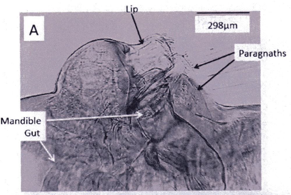 Species Eucalanus bungii - Plate 10 of morphological figures