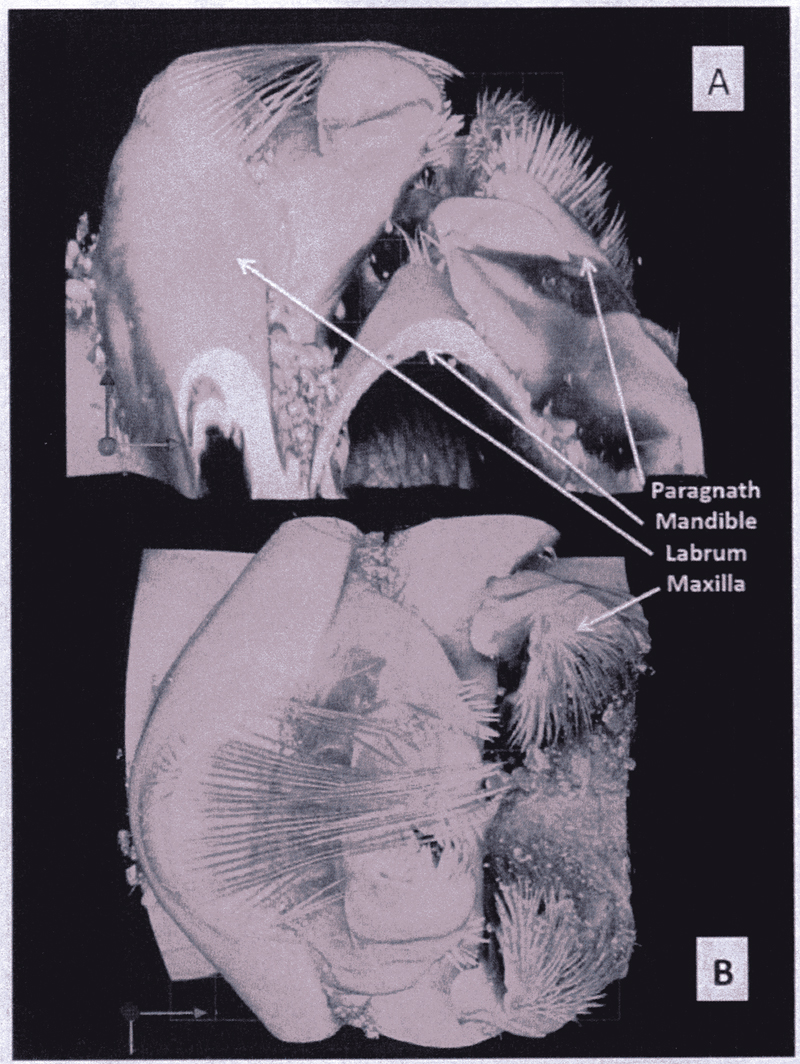 Espce Neocalanus cristatus - Planche 14 de figures morphologiques