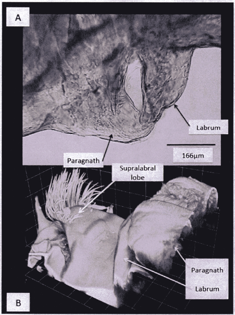 Species Paraeuchaeta elongata - Plate 21 of morphological figures