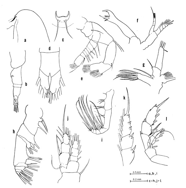 Species Euaugaptilus niveus - Plate 1 of morphological figures