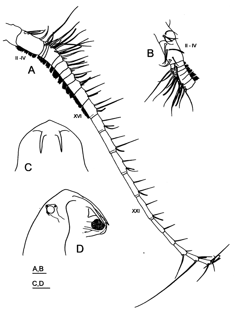 Espce Labidocera kuwaitiana - Planche 2 de figures morphologiques