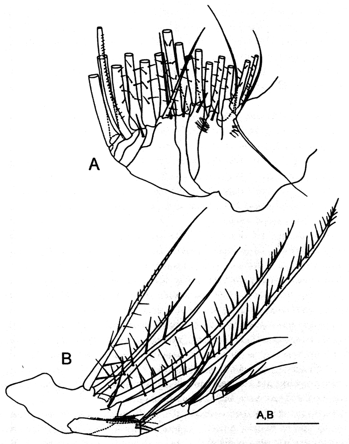 Espce Labidocera kuwaitiana - Planche 4 de figures morphologiques