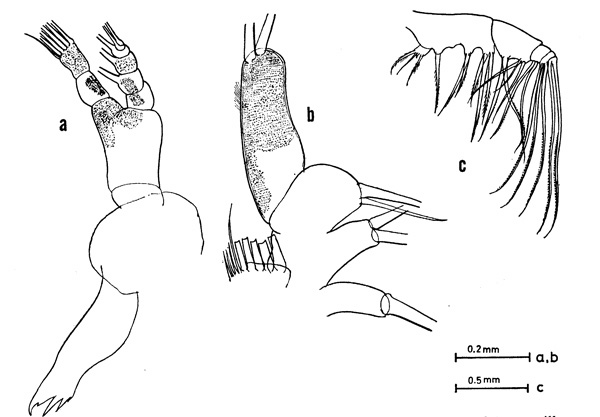 Espèce Euaugaptilus oblongus - Planche 3 de figures morphologiques