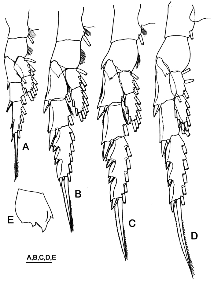 Species Labidocera kuwaitiana - Plate 5 of morphological figures