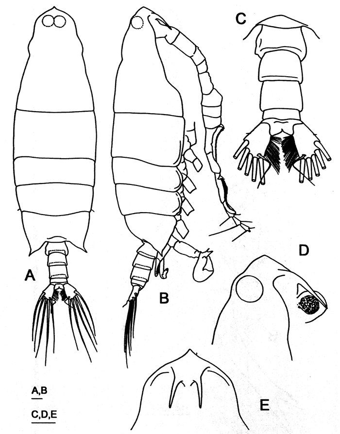 Espce Labidocera kuwaitiana - Planche 8 de figures morphologiques