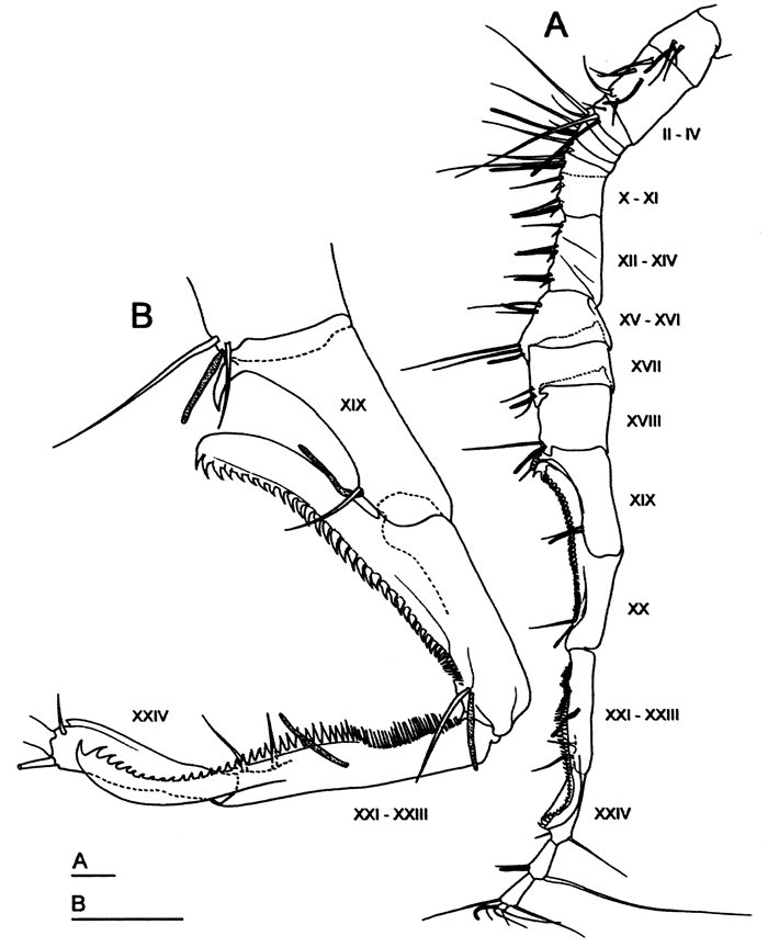 Espce Labidocera kuwaitiana - Planche 9 de figures morphologiques