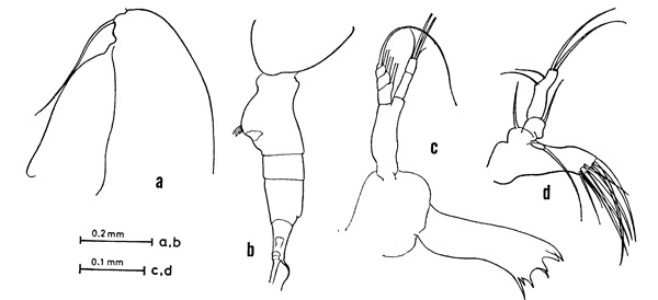 Espèce Euaugaptilus palumbii - Planche 3 de figures morphologiques