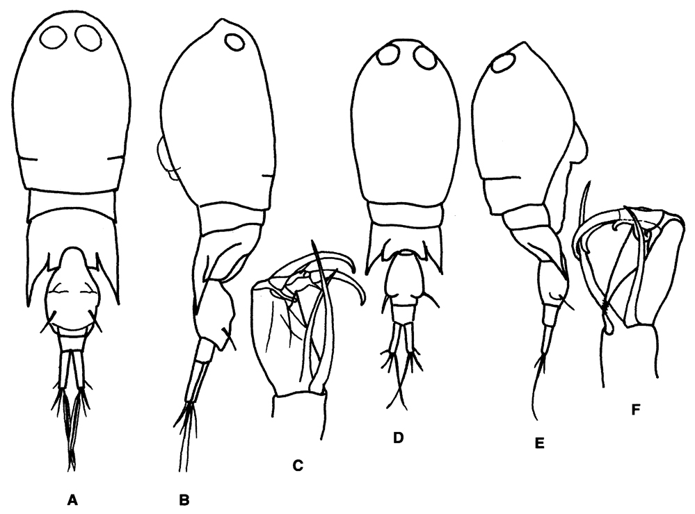 Species Corycaeus (Monocorycaeus) robustus - Plate 10 of morphological figures