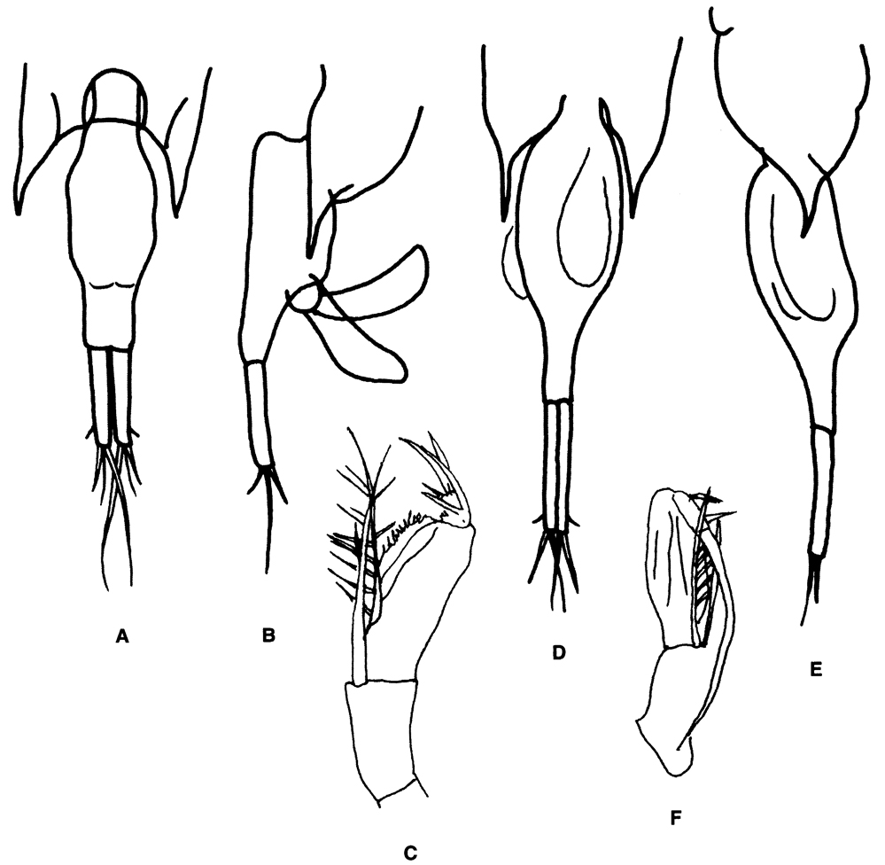 Species Farranula gracilis - Plate 14 of morphological figures
