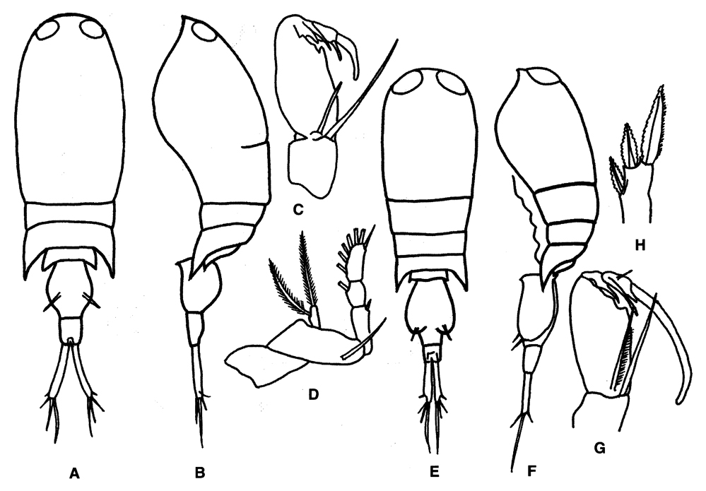 Species Corycaeus (Ditrichocorycaeus) anglicus - Plate 15 of morphological figures