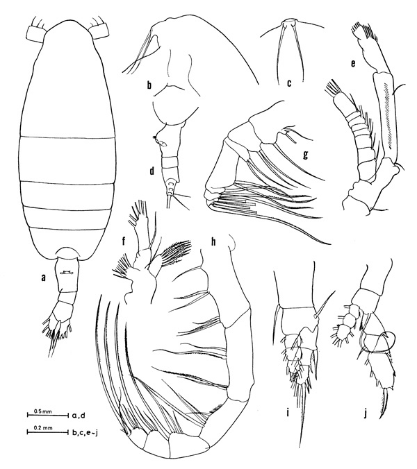 Espce Euaugaptilus mixtus - Planche 1 de figures morphologiques