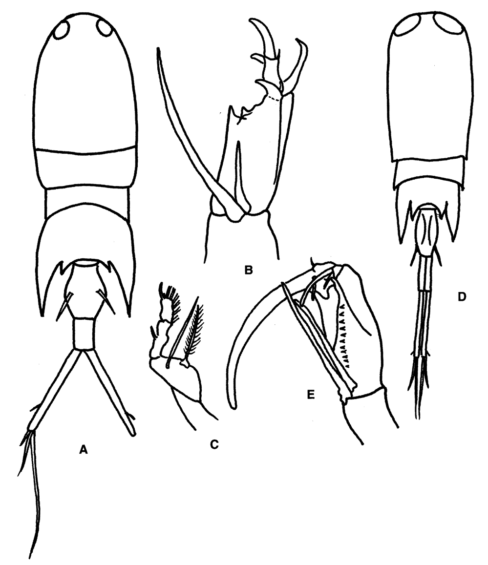 Famille Corycaeidae - Planche 7