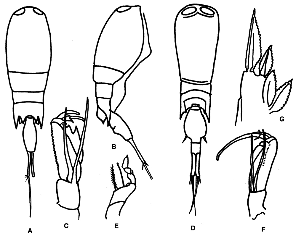 Espce Corycaeus (Agetus) typicus - Planche 21 de figures morphologiques