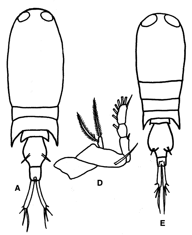 Family Corycaeidae - Plate 3