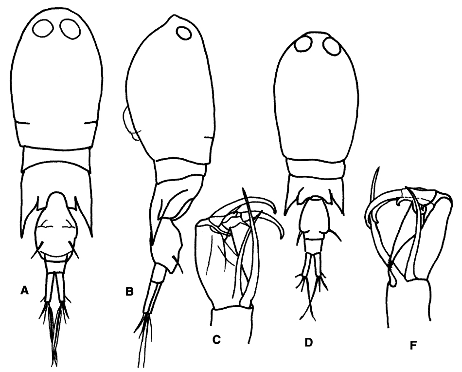 Famille Corycaeidae - Planche 5