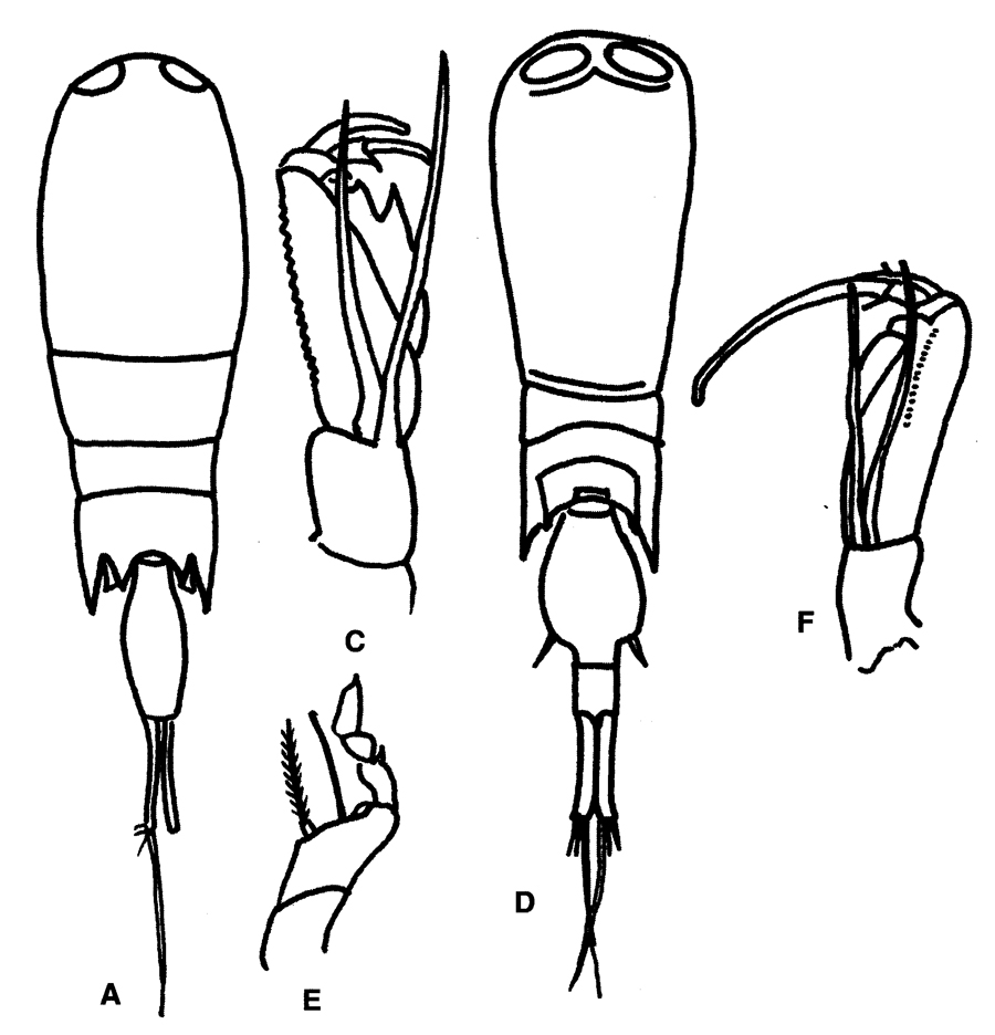 Famille Corycaeidae - Planche 6
