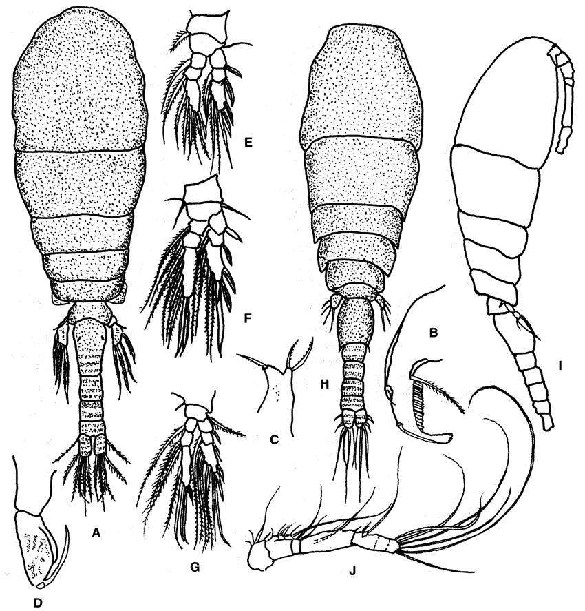 Family Lubbockiidae - Plate 1