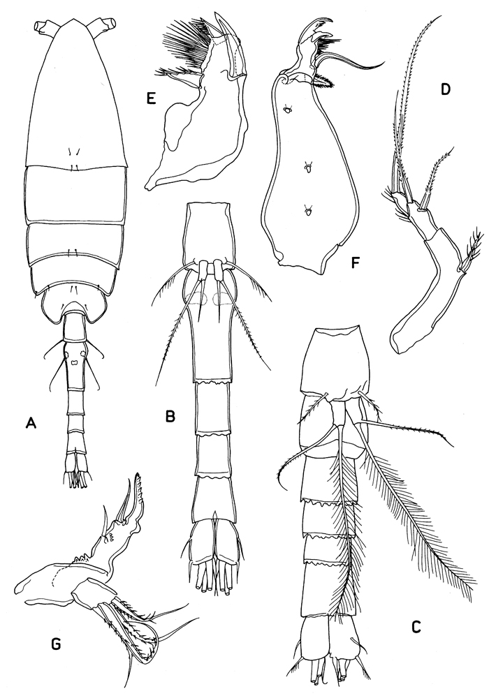 Family Paralubbockiidae - Plate 2