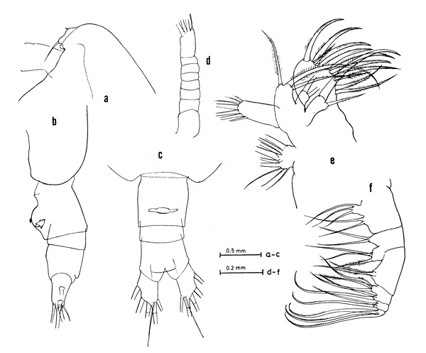 Espce Euaugaptilus squamatus - Planche 1 de figures morphologiques