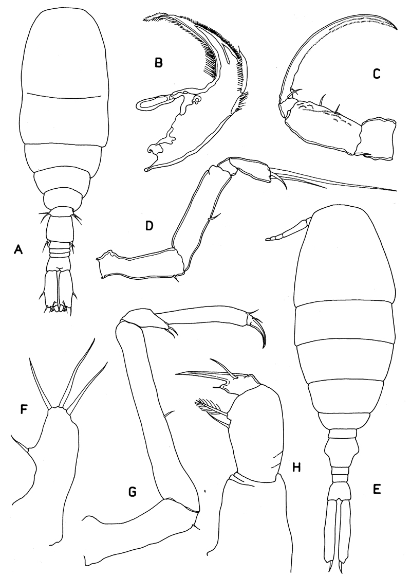 Famille Urocopiidae - Planche 1