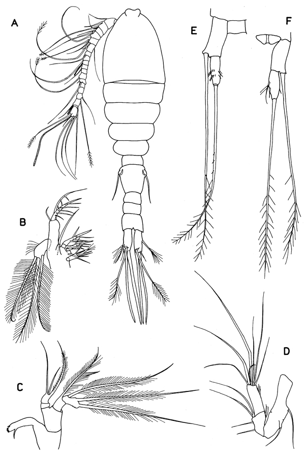 Famille Speleoithonidae - Planche 1