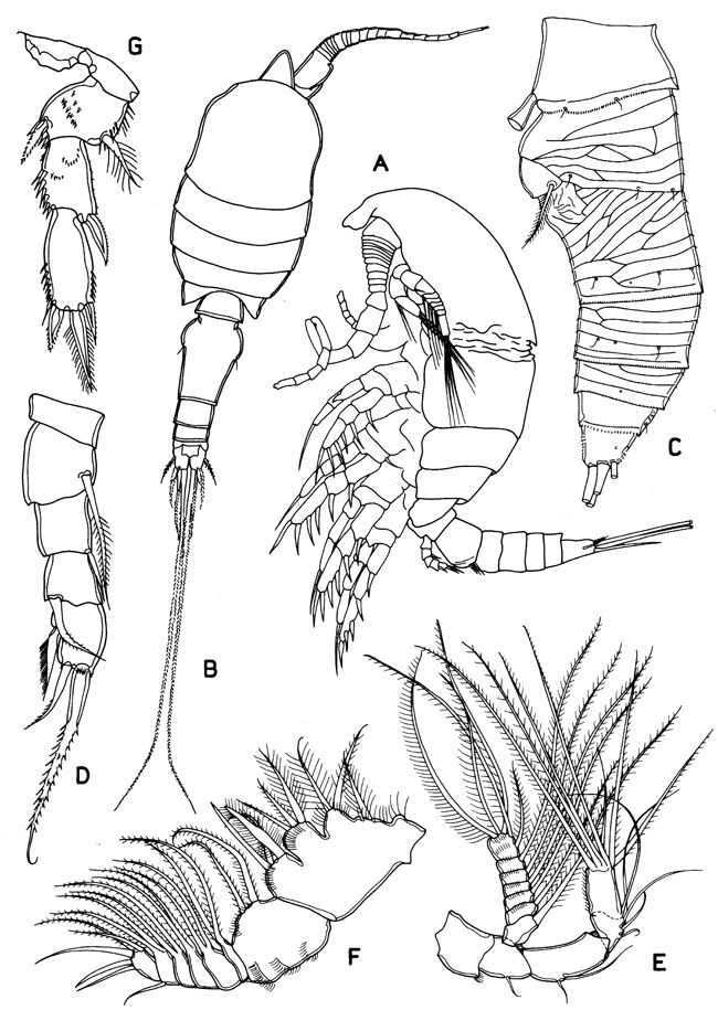 Famille Speleophriidae - Planche 2