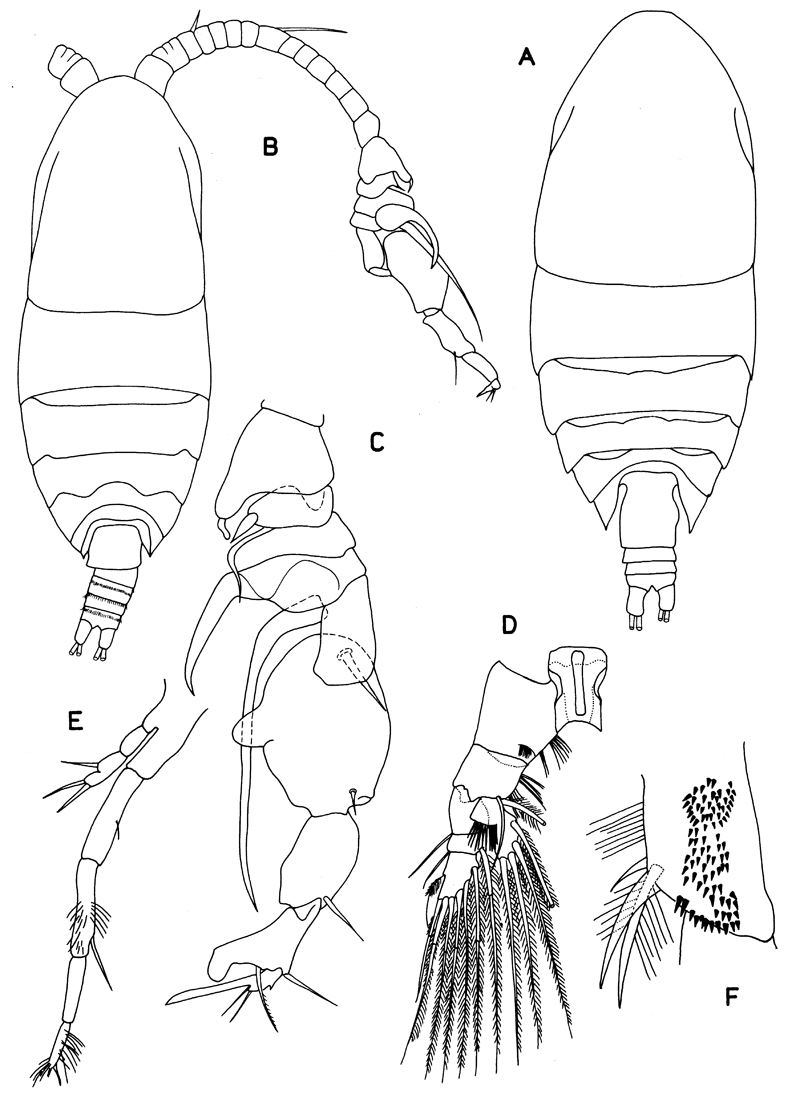 Family Ryocalanidae - Plate 3