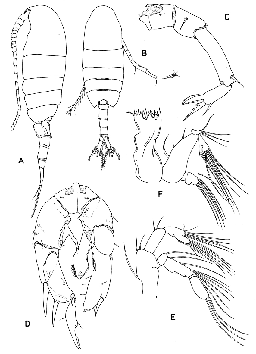 Family Pseudodiaptomidae - Plate 4