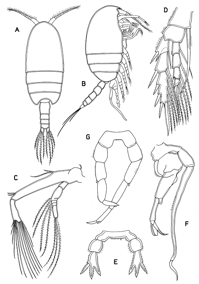 Family Pseudocyclopiidae - Plate 3