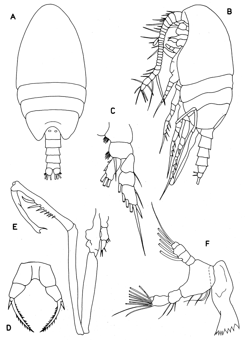 Famille Mesaiokeratidae - Planche 3