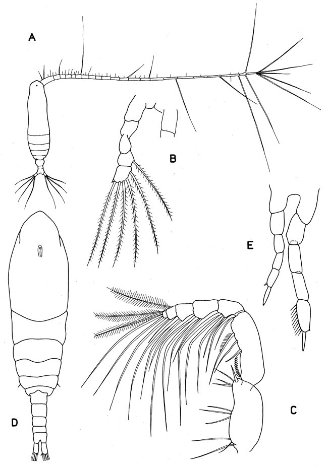 Family Mecynoceridae - Plate 2