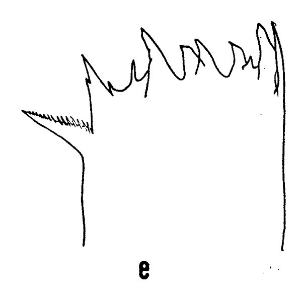 Espèce Euaugaptilus nodifrons - Planche 5 de figures morphologiques