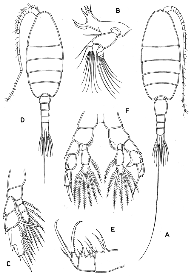Famille Heterorhabdidae - Planche 6