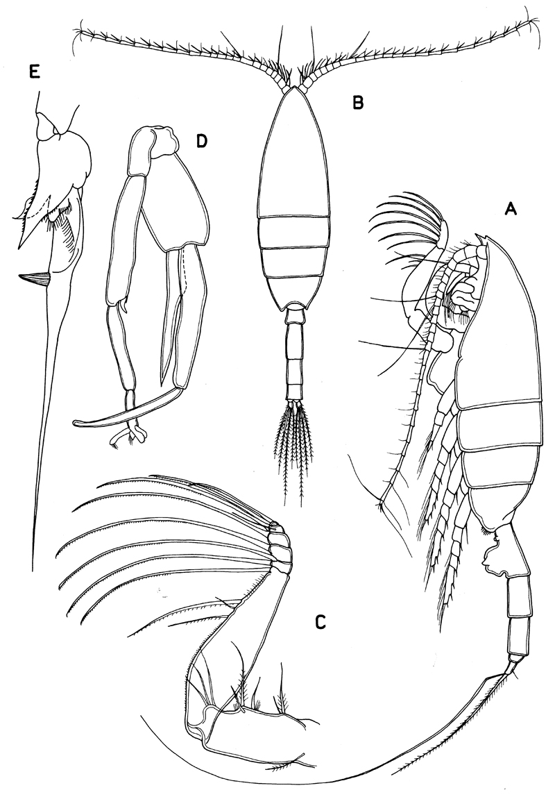 Famille Euchaetidae - Planche 3