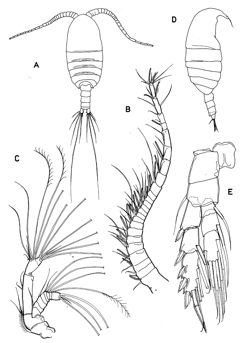 Family Epacteriscidae - Plate 4