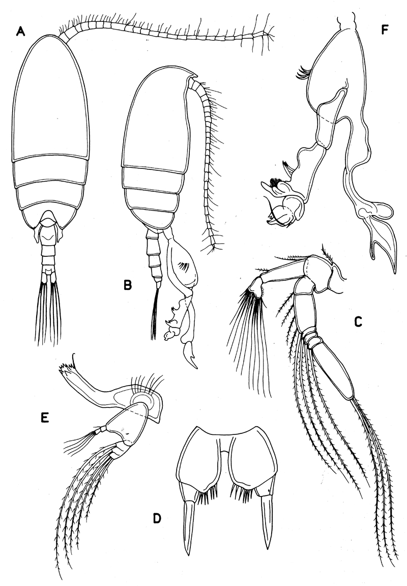 Family Diaixidae - Plate 9