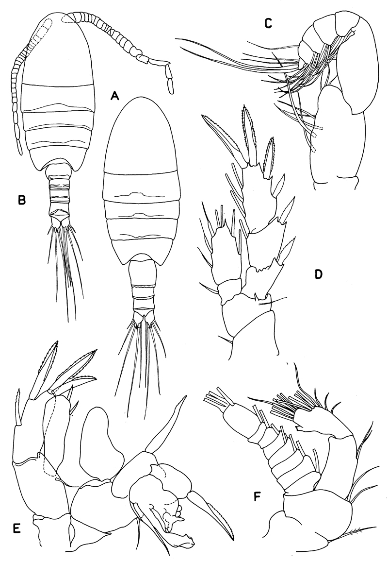 Famille Boholinidae - Planche 2