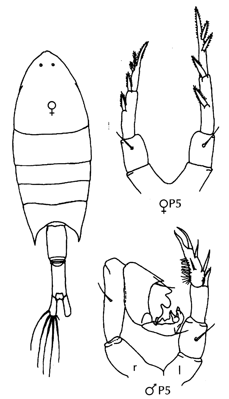 Espce Calanopia elliptica - Planche 16 de figures morphologiques