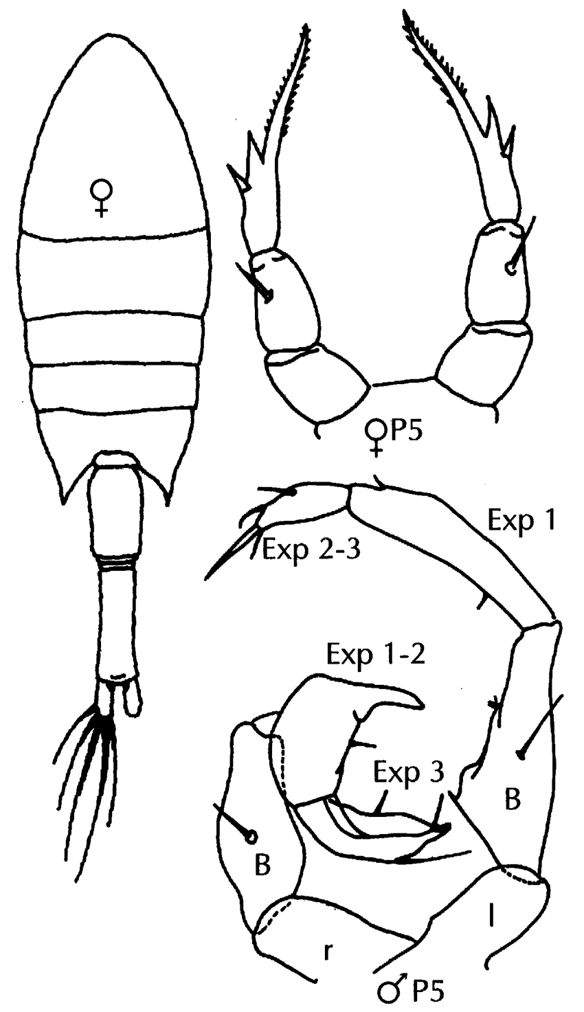 Espce Calanopia minor - Planche 8 de figures morphologiques